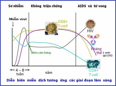 Diễn biến miễn dịch tương ứng các giai đoạn lâm sàng của HIV