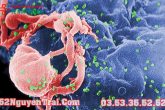 HIV: Nguyên nhân, triệu chứng, chẩn đoán và điều trị